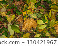 Background of autumn leaves fallen to the ground from trees 130421967