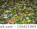 Background of autumn leaves fallen to the ground from trees 130421969