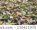 Background of autumn leaves fallen to the ground from trees 130421970