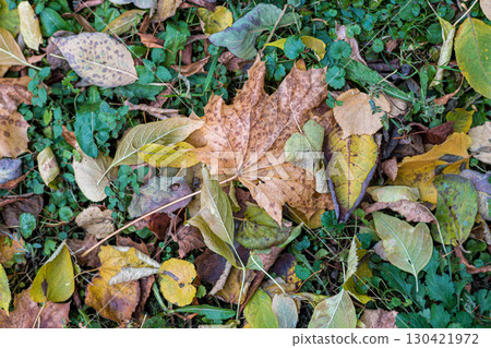 Background of autumn leaves fallen to the ground from trees 130421972