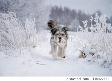 Happy dog running through snowy winter field in frosty nature 130422142