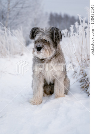 Fluffy dog sitting in snowy winter field with frosty plants around 130422143