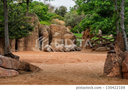 Three Rhinos Resting Near Rock Formations in Zoo Habitat Three Rhinos Resting Near Rock Formations in Zoo Habitat 130422189