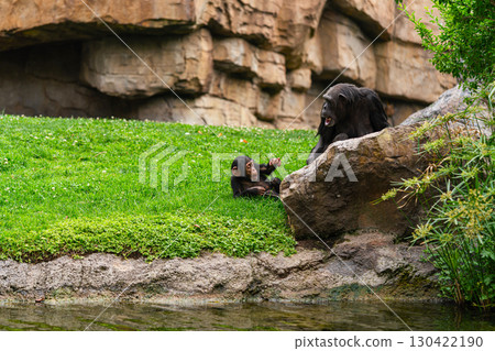 Mother and Baby Chimpanzee Interacting in Rocky Habitat 130422190
