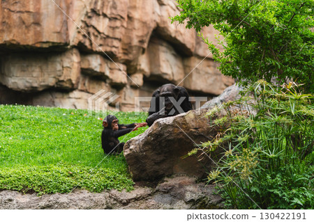 Mother and Baby Chimpanzee Interacting in Rocky Habitat Mother and Baby Chimpanzee Interacting in Rocky Habitat 130422191