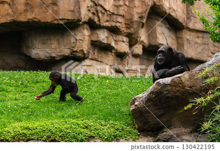 Mother and Baby Chimpanzee Interacting in Rocky Habitat 130422195