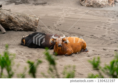 Forest Buffalos Resting Peacefully on Sandy Ground Forest Buffalos Resting Peacefully on Sandy Ground 130422197