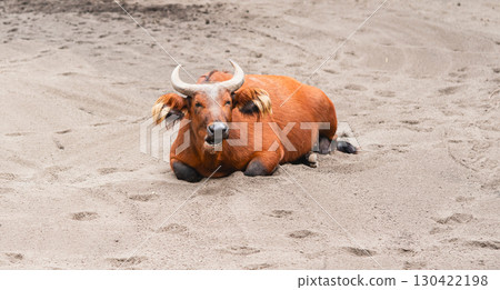 Forest Buffalo Lying Alone on Sandy Ground 130422198