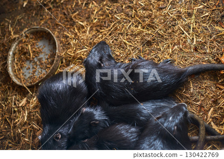 Group of black coypu rodents resting on straw bedding in natural habitat 130422769