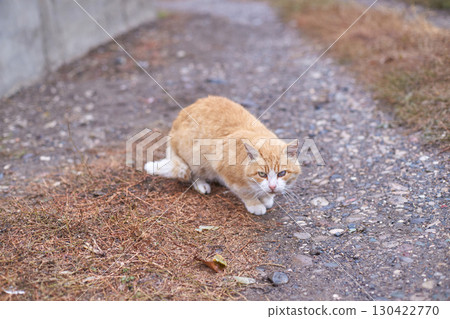 Ginger cat sitting on gravel path in outdoor setting with ears alert Ginger cat sitting on gravel path in outdoor setting with ears alert 130422770