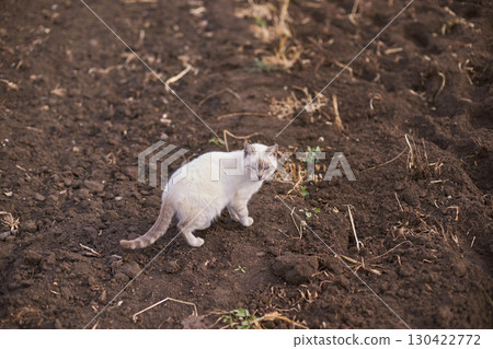 White cat on brown soil field looking backward with green plants and dry stalks 130422772