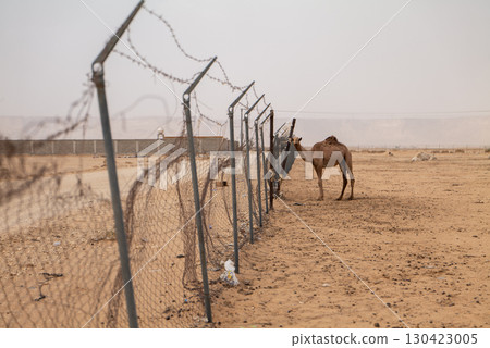 Camel Close-Up in Saudi Arabia Desert Farm Camel Close-Up in Saudi Arabia Desert Farm 130423005