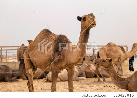 Camel Close-Up in Saudi Arabia Desert Farm Camel Close-Up in Saudi Arabia Desert Farm 130423010