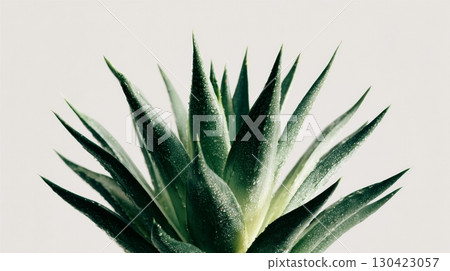 Closeup of green succulent plant with sharp leaves against white background 130423057