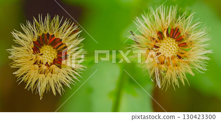 Close-up of dandelion flowers 130423300