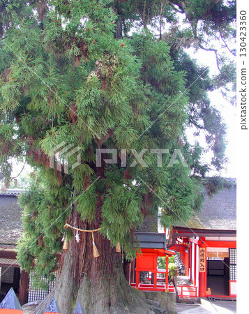 Nara, Nara Park, Kasuga Taisha Shrine, sacred large cedar tree 130423360