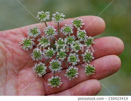Carrot Flower in Hand Carrot Flower in Hand 130423419