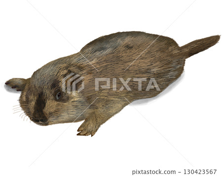 Marmot with exposed white eyes 130423567