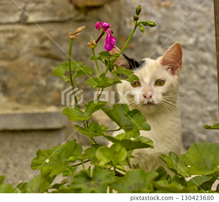 White Kitten Peeking Behind Geranium White Kitten Peeking Behind Geranium 130423680