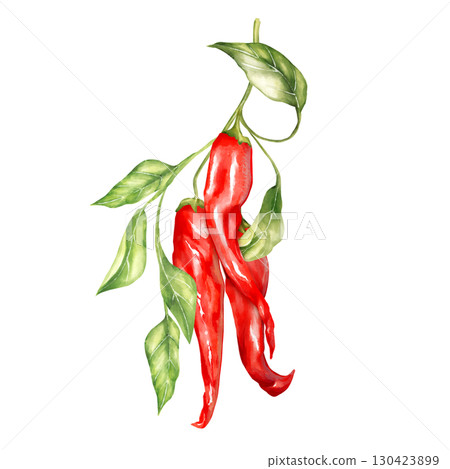 Hand-drawn illustration featuring a cluster of red chili peppers with green leaves on a branch Hand-drawn illustration featuring a cluster of red chili peppers with green leaves on a branch 130423899
