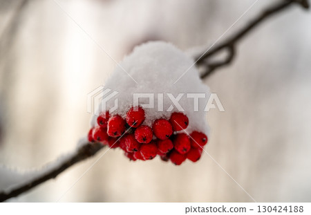 Cluster of red rowan berries covered with white snow in cold winter forest nature Cluster of red rowan berries covered with white snow in cold winter forest nature 130424188