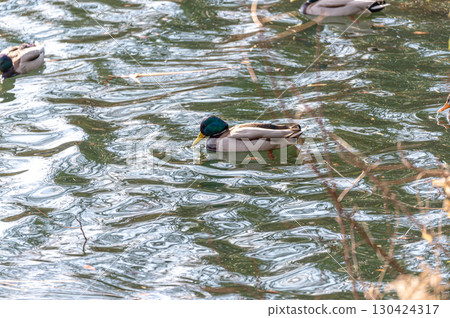 雄性野鴨在池塘游泳 130424317
