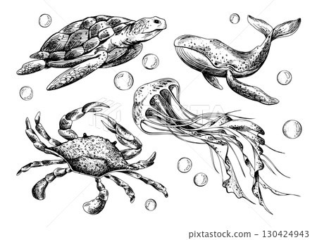 Hand drawn line art illustration of turtle, crab, whale and jellyfish. Black ink nautical collection with bubbles, perfect for clipart, marine artworks, underwater design and vintage sets. Hand drawn line art illustration of turtle, crab, whale and jellyfish. Black ink nautical collection with bubbles, perfect for clipart, marine artworks, underwater design and vintage sets. 130424943