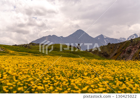 Mountains Flowers Meadow: Blooming yellow flowers adorn mountainside meadows, a summer scenic landscape under cloudy skies. 130425022