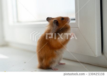 Hamster window sill view: Golden hamster curiously looks through the window inside during day, wants outside. Hamster window sill view: Golden hamster curiously looks through the window inside during day, wants outside. 130425138