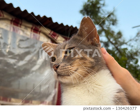 A cat being petted on the head with eyes closing. Comfort, affection, and bond between human and animal. A cat being petted on the head with eyes closing. Comfort, affection, and bond between human and animal. 130426377