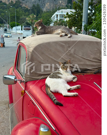A cats resting on a red car and looking into the camera. Relaxation, confidence, and feline presence in an outdoor setting A cats resting on a red car and looking into the camera. Relaxation, confidence, and feline presence in an outdoor setting 130426399