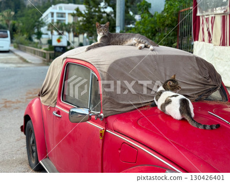 A cats resting on a red car and looking into the camera. Relaxation, confidence, and feline presence in an outdoor setting 130426401