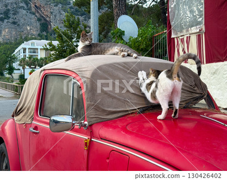 Two cats resting on an old red car. Relaxation, comfort, and street animal life in an urban neighborhood. 130426402