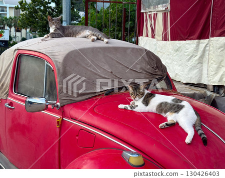 A cats resting on a red car and looking into the camera. Relaxation, confidence, and feline presence in an outdoor setting A cats resting on a red car and looking into the camera. Relaxation, confidence, and feline presence in an outdoor setting 130426403