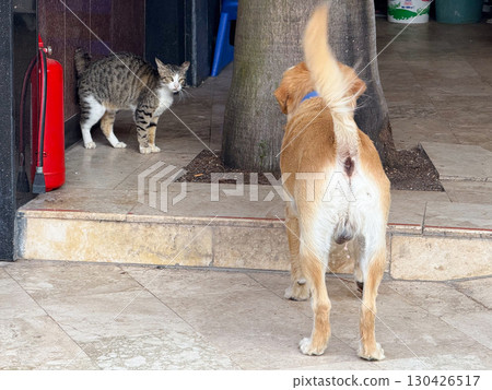 Dog facing a cat near a tree in an outdoor tiled area. Animal interaction, behavior and lifestyle represented through confrontation, curiosity and companionship. 130426517