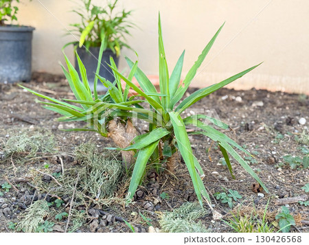 Small green plant with long leaves growing close to soil outdoors. Gardening, ecology and vegetation represented through growth, cultivation and natural environment. Small green plant with long leaves growing close to soil outdoors. Gardening, ecology and vegetation represented through growth, cultivation and natural environment. 130426568