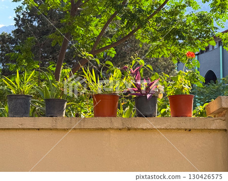 Potted plants with green leaves and flowers arranged on a wall in sunlight. Gardening, ecology and decoration represented through nature, culture and outdoor lifestyle. 130426575