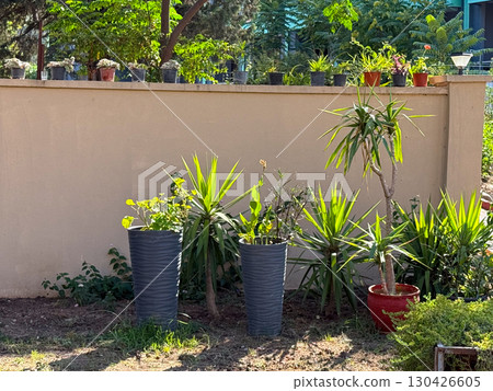 Potted plants arranged by garden wall with sunlight and green foliage. Gardening, ecology and decoration represented through nature, lifestyle and outdoor arrangement. Potted plants arranged by garden wall with sunlight and green foliage. Gardening, ecology and decoration represented through nature, lifestyle and outdoor arrangement. 130426605