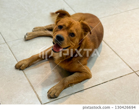 Brown dog lying on tiled floor with open mouth and bright eyes. Companionship, loyalty and emotion represented through animal presence, trust and domestic bond. Brown dog lying on tiled floor with open mouth and bright eyes. Companionship, loyalty and emotion represented through animal presence, trust and domestic bond. 130426694