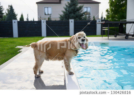 Golden cocker spaniel standing by swimming pool in backyard. 130426816