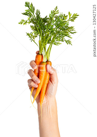 Hand holding bunch of fresh carrots with vibrant green tops, organic farm produce isolated on transparent background 130427125