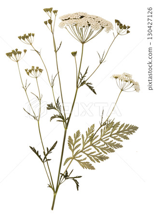 Pressed wildflower specimen isolated, botanical study with delicate petals and stems, vintage herbarium Pressed wildflower specimen isolated, botanical study with delicate petals and stems, vintage herbarium 130427126