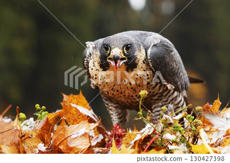 Peregrine Falcon (Falco peregrinus) bird of prey sittingb in colourfull leaves  with catch during autumn season. Falcon witch killed bird. 130427398