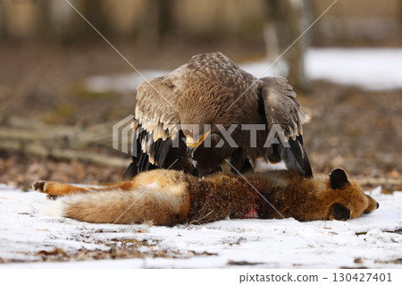 Golden Eagle (Aquila chrysaetos), bird of prey with killed red fox on the ground, winter scene with raptor and prey on snow 130427401