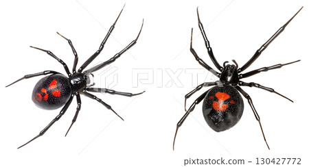 Close-up view of female black widow spider with red hourglass marking, isolated on transparent background Close-up view of female black widow spider with red hourglass marking, isolated on transparent background 130427772