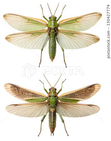 Overhead view of two green grasshoppers, detailed macro insect photography isolated 130427774
