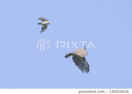 Flying Mountain Hawk-Eagle and Grey-faced Buzzard 130428036
