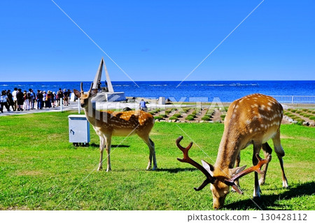 北海道宗谷岬的夏季風景 北海道宗谷岬的夏季風景 130428112