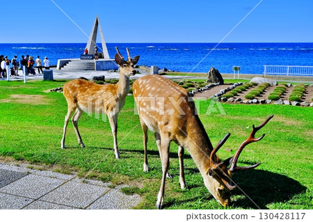 宗谷岬和野生蝦夷鹿 宗谷岬和野生蝦夷鹿 130428117