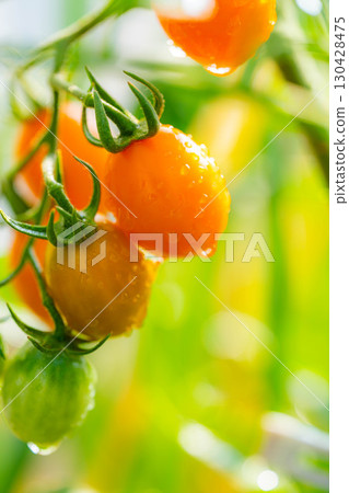 [蔬菜食材]朝陽照射下，水滴覆蓋的櫻桃番茄[長野縣] 130428475